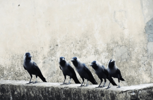 Screen Shot 2018-05-31 at 11.24.19 AM